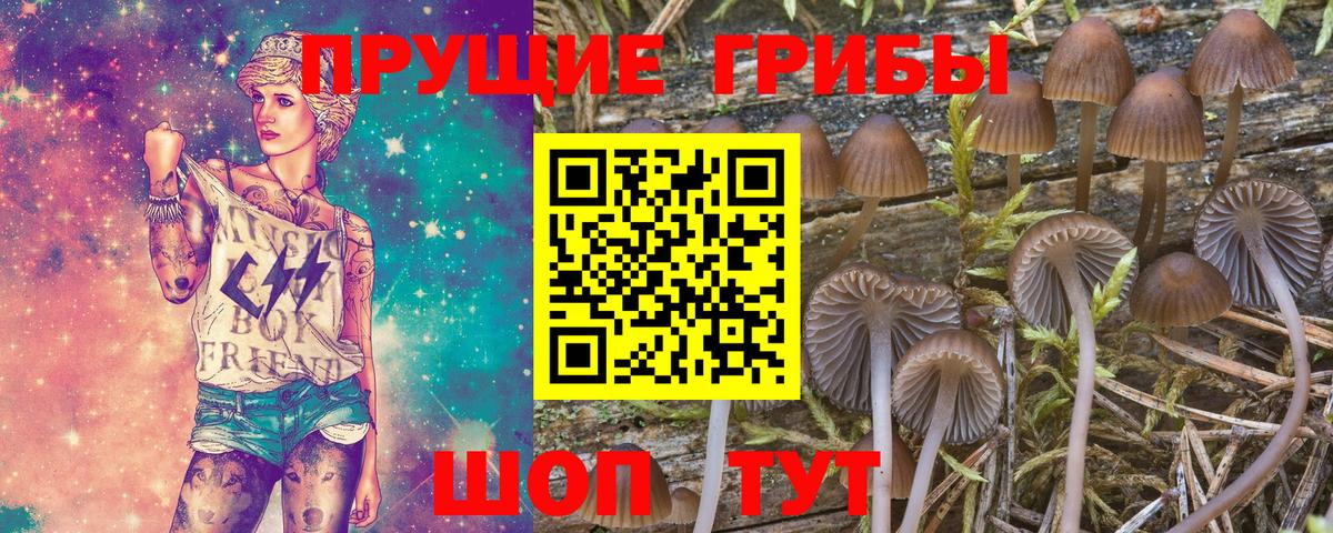 Псилоцибиновые грибы Cubensis Калининград